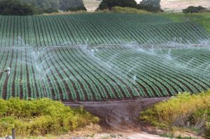 irrigation land