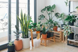 indoor houseplants