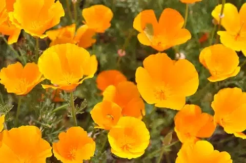 California poppy field representing the state's water sources
