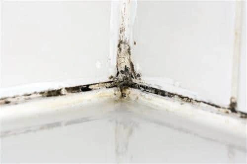 mold 1